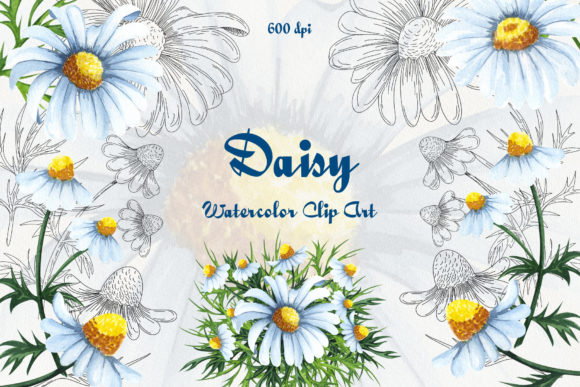 Daisy Watercolor Clipart & Illustrations