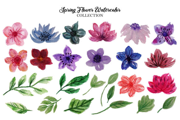 Flower Watercolor Collection and Illustrations