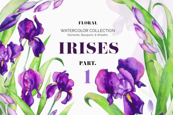 Irises. Watercolor Floral Set. Part 1 Illustrations
