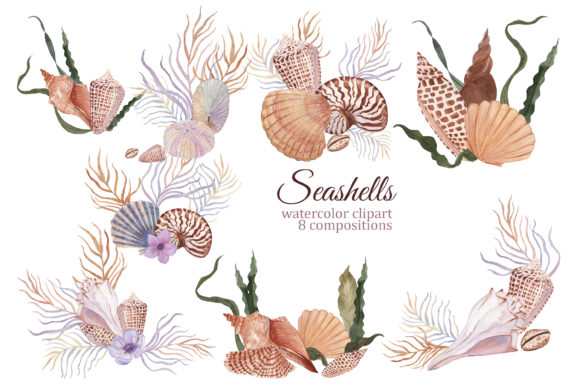 Seashells Watercolor Ocean Compositions Illustrations