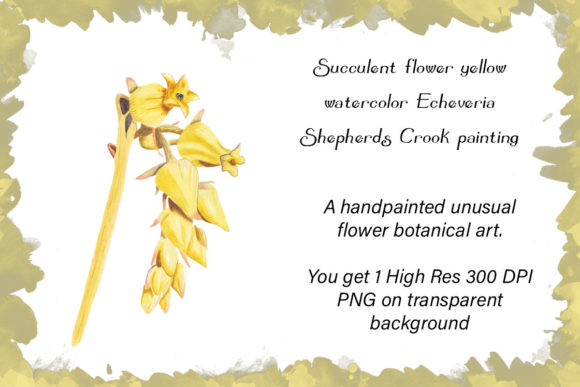 Succulent Flower Yellow Watercolor Illustrations