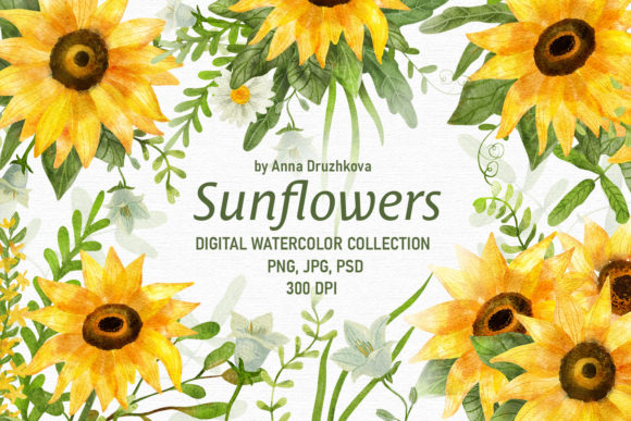 Sunflower Digital Watercolor Collection and Illustrations