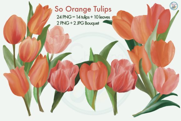 Watercolor Flower Clipart Orange Tulips Illustrations
