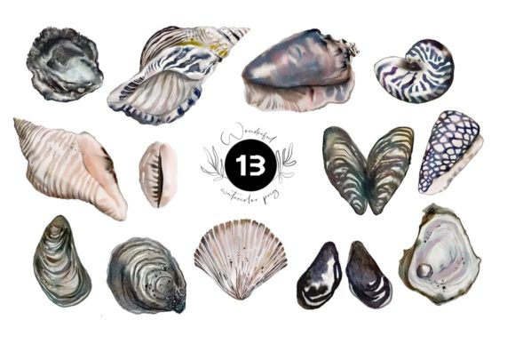 Watercolor Ocean Shells - Summer Set Illustrations