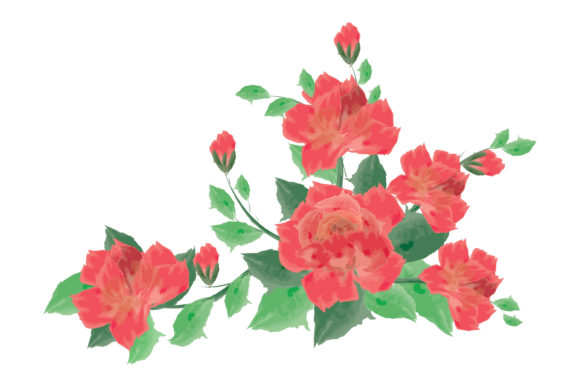 Watercolor Rose Flower Illustration